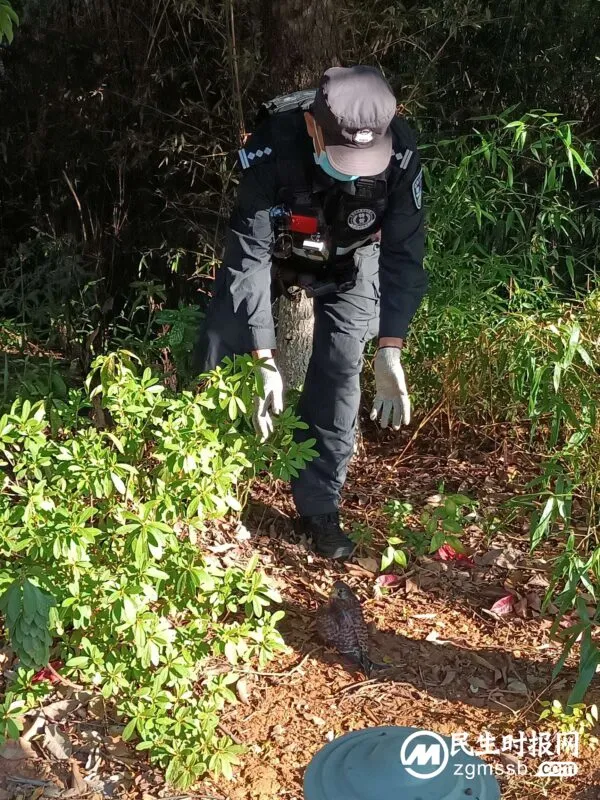 警民联手暖心救助国家二级保护动物----红隼