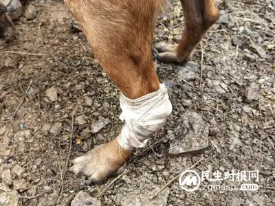 镇雄山体滑坡救援——战斗在救援一线的消防搜救犬
