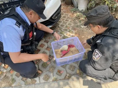 小刺猬“生病”蜷缩路边 警民联手暖心救助