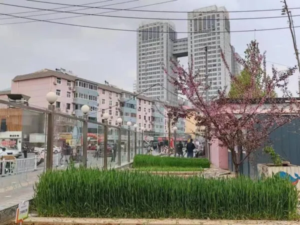 麦香润童心 劳动助成长——丛阳小学种植园收获季活动
