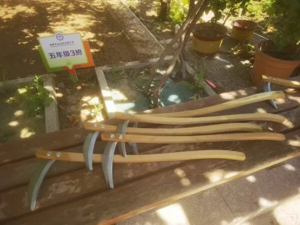 麦香润童心 劳动助成长——丛阳小学种植园收获季活动