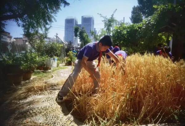 麦香润童心 劳动助成长——丛阳小学种植园收获季活动