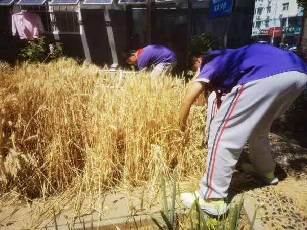麦香润童心 劳动助成长——丛阳小学种植园收获季活动