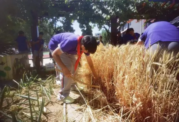 麦香润童心 劳动助成长——丛阳小学种植园收获季活动