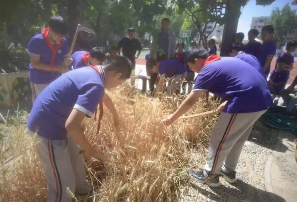 麦香润童心 劳动助成长——丛阳小学种植园收获季活动