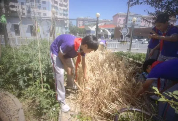 麦香润童心 劳动助成长——丛阳小学种植园收获季活动