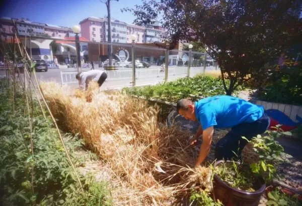 麦香润童心 劳动助成长——丛阳小学种植园收获季活动