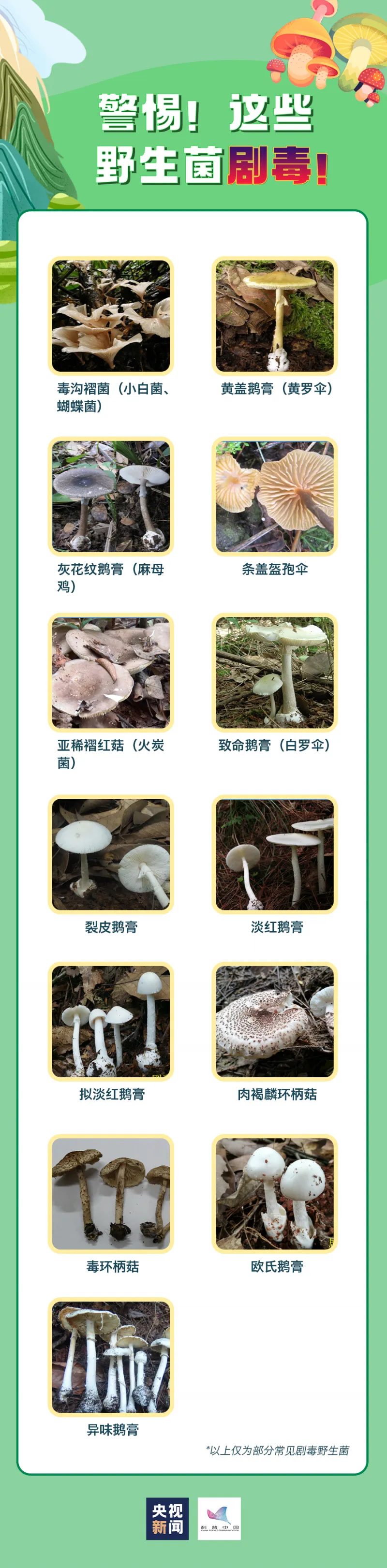 轻则呕吐腹泻,重则性命不保!真正的毒蘑菇长这样...... 轻则呕吐腹泻,重则性命不保!真正的毒蘑菇长这样......
