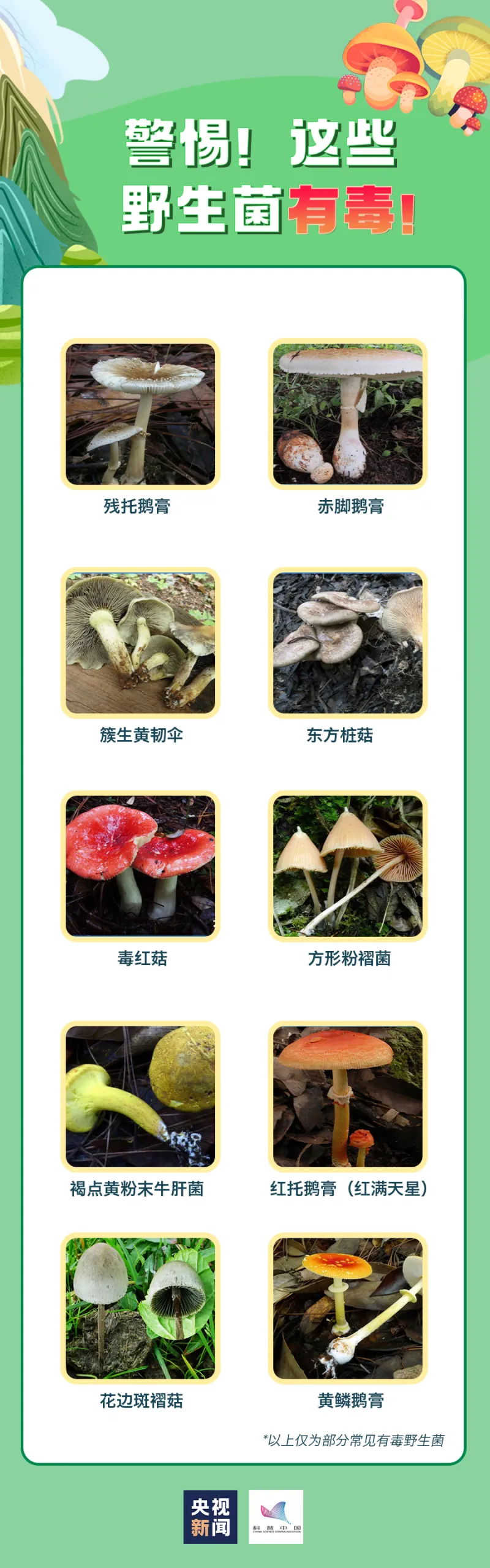 轻则呕吐腹泻,重则性命不保!真正的毒蘑菇长这样...... 轻则呕吐腹泻,重则性命不保!真正的毒蘑菇长这样......