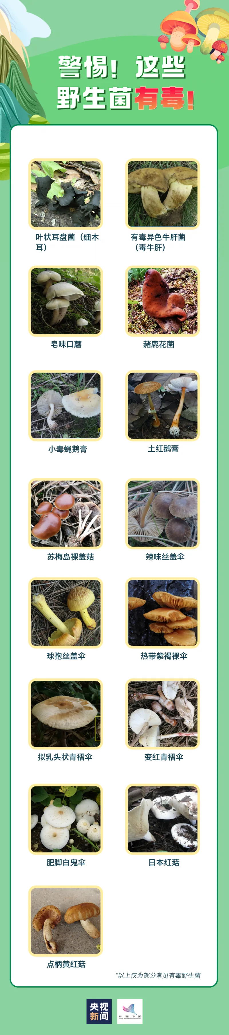 轻则呕吐腹泻,重则性命不保!真正的毒蘑菇长这样...... 轻则呕吐腹泻,重则性命不保!真正的毒蘑菇长这样......