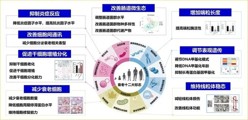八子补肾胶囊取得抗衰老领域重大突破,临床研究获国际期刊发表 八子补肾胶囊取得抗衰老领域重大突破,临床研究获国际期刊发表