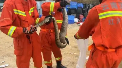 云南红河:蟒蛇早餐连续“吃鸡”被困 消防速擒解民忧
