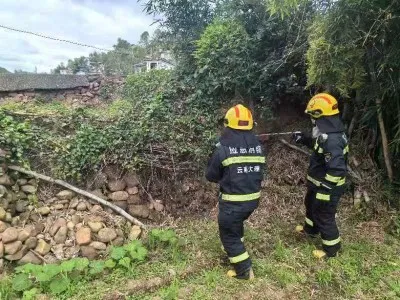 惊险!眼镜王蛇出没,“捕蛇达人”出手拿下