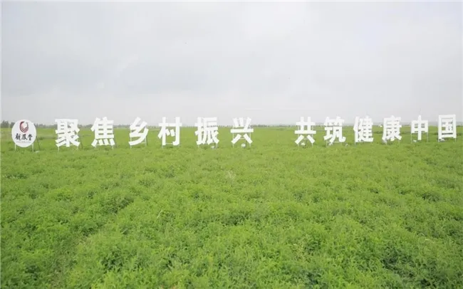 中华慈善总会调研扬子江药业集团,共话慈善公益 中华慈善总会调研扬子江药业集团,共话慈善公益