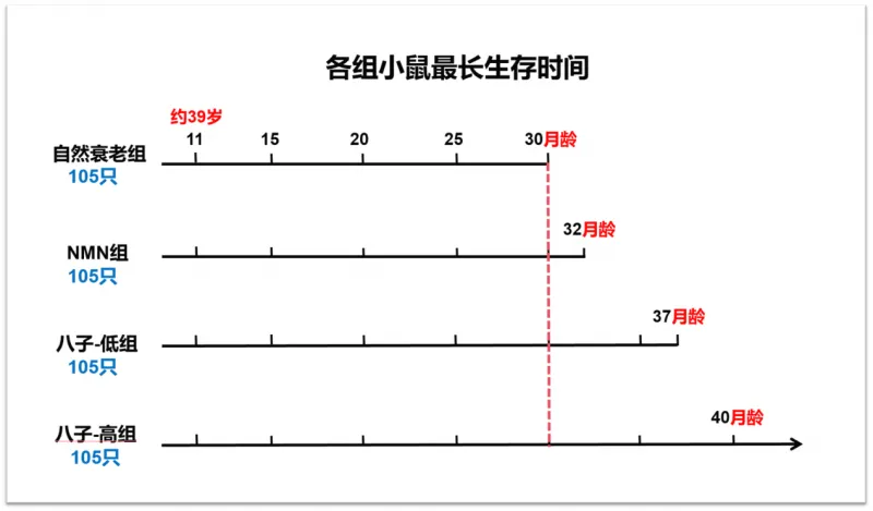 研究发现八子补肾可显著延长哺乳动物健康寿命,中医药为抗衰老开辟新路径 研究发现八子补肾可显著延长哺乳动物健康寿命,中医药为抗衰老开辟新路径