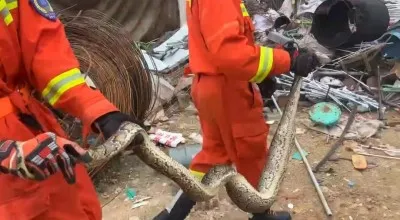 云南红河:蟒蛇早餐连续“吃鸡”被困 消防速擒解民忧