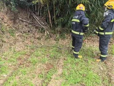 惊险!眼镜王蛇出没,“捕蛇达人”出手拿下
