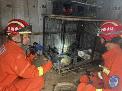 云南红河:蟒蛇早餐连续“吃鸡”被困 消防速擒解民忧