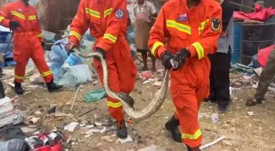 云南红河:蟒蛇早餐连续“吃鸡”被困 消防速擒解民忧