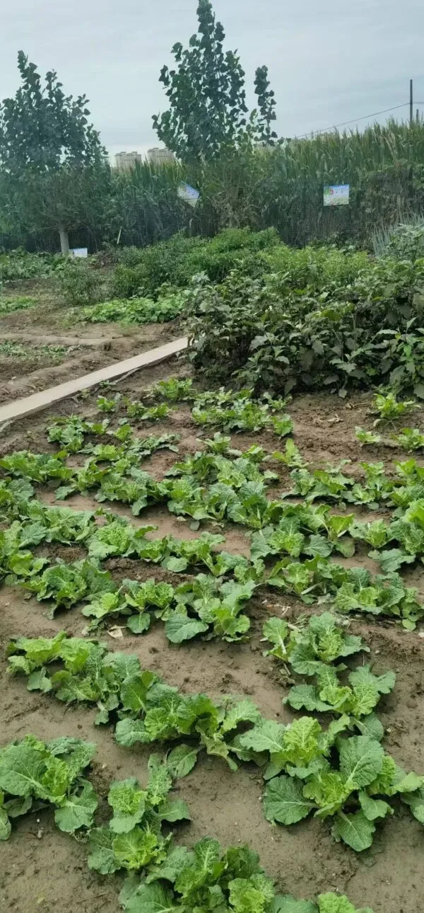 邯郸磁县黄官营村美丽的明天