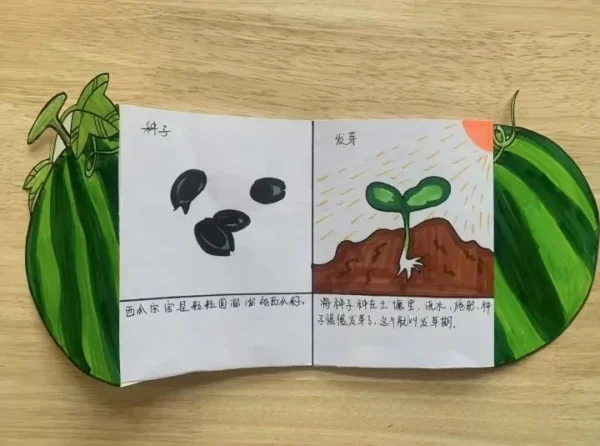 【美好四幼·项目化活动】我与西瓜那些事儿