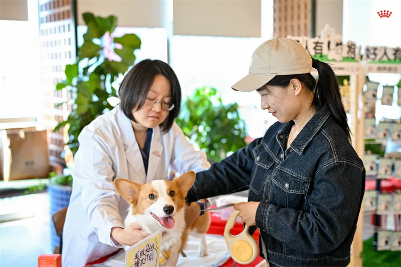 携宠上班,双向治愈:皇家携手小红书延续职场宠物友好 携宠上班,双向治愈:皇家携手小红书延续职场宠物友好