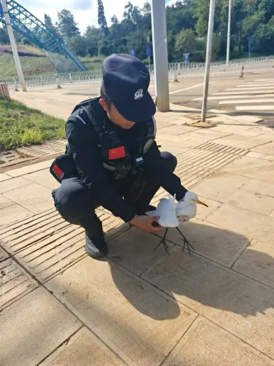 巡逻偶遇受伤野生白鹭,特警及时开展暖心救助