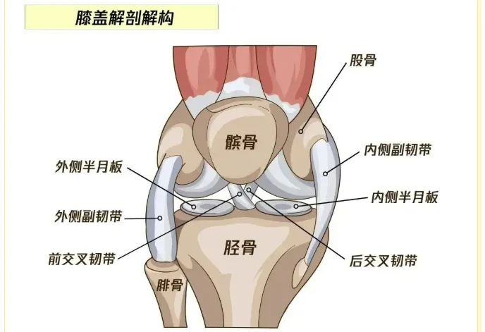 【中心医院·医者红】两条人工韧带同时重建老黄的“波棱盖” 【中心医院·医者红】两条人工韧带同时重建老黄的“波棱盖”