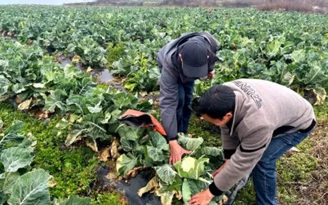 鲁甸乐红：土地流转“转”出增收新希望