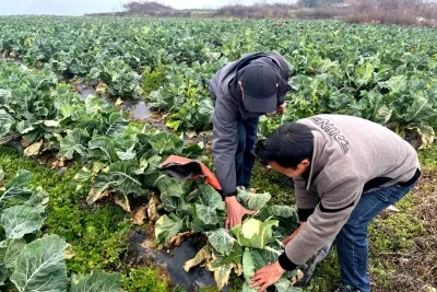鲁甸乐红:土地流转“转”出增收新希望