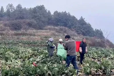 鲁甸乐红:土地流转“转”出增收新希望