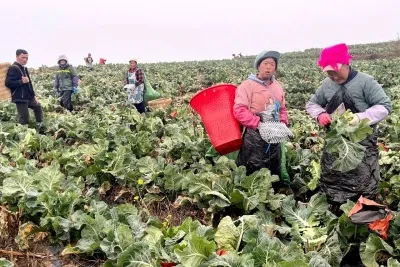 鲁甸乐红:土地流转“转”出增收新希望
