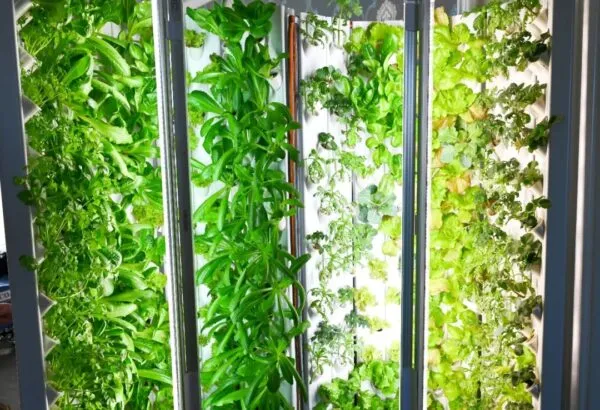 定州“80后”小伙在家把水培蔬菜种出了新花样