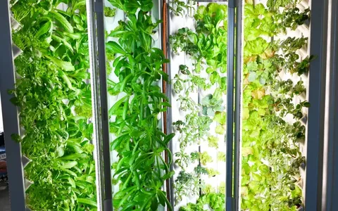 定州“80后”小伙在家把水培蔬菜种出了新花样