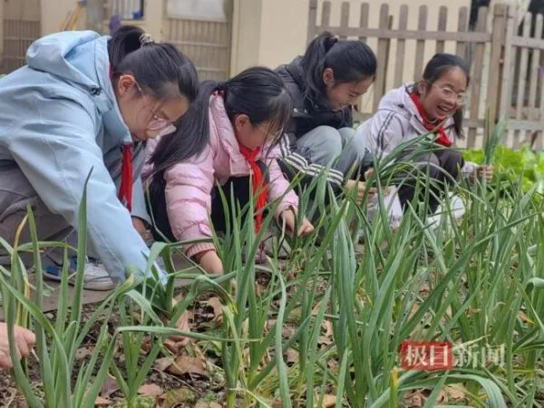 校园农场播种忙,爱心蔬菜送邻里