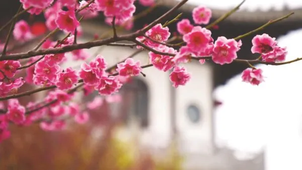 磁州水墨园: 梅花吐蕊 幽香满园