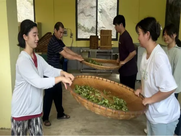 湖南中医药大学师生团队 探索茶产业绿色发展新路径