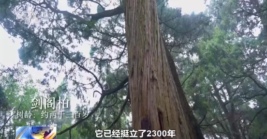 老祖宗级别的树会讲故事 速速来围观这些绿色国宝 老祖宗级别的树会讲故事 速速来围观这些绿色国宝