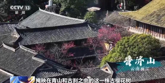 老祖宗级别的树会讲故事 速速来围观这些绿色国宝 老祖宗级别的树会讲故事 速速来围观这些绿色国宝