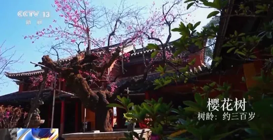 老祖宗级别的树会讲故事 速速来围观这些绿色国宝 老祖宗级别的树会讲故事 速速来围观这些绿色国宝