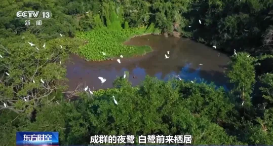 老祖宗级别的树会讲故事 速速来围观这些绿色国宝 老祖宗级别的树会讲故事 速速来围观这些绿色国宝