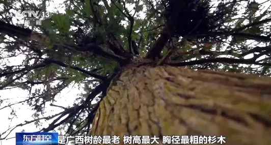 老祖宗级别的树会讲故事 速速来围观这些绿色国宝 老祖宗级别的树会讲故事 速速来围观这些绿色国宝