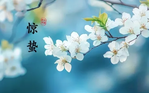 惊蛰：春雷来信，花开有期