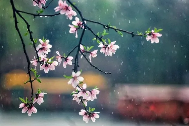 惊蛰:春雷来信,花开有期 惊蛰:春雷来信,花开有期