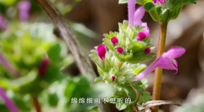 惊蛰:春雷来信,花开有期 惊蛰:春雷来信,花开有期