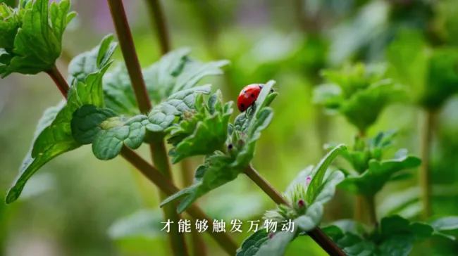 惊蛰:春雷来信,花开有期 惊蛰:春雷来信,花开有期