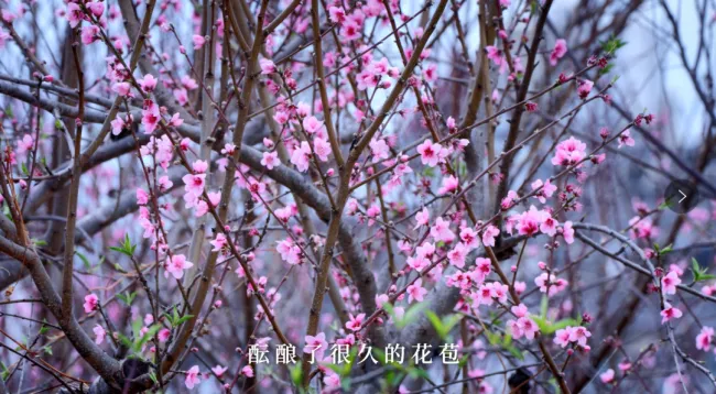 惊蛰:春雷来信,花开有期 惊蛰:春雷来信,花开有期