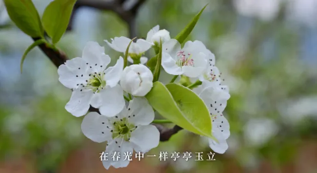 惊蛰:春雷来信,花开有期 惊蛰:春雷来信,花开有期