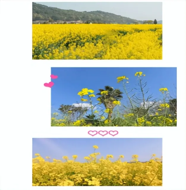 做自己的小花 ——湘潭市二中2025年上学期美术特色作业之“我眼中的春天”