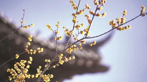 磁州水墨园: 梅花吐蕊 幽香满园